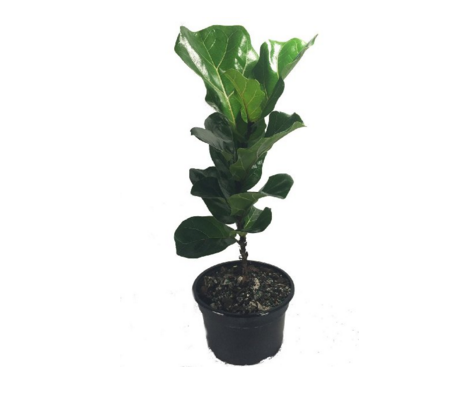 fiddle leaf fig, amazon, indoor plant