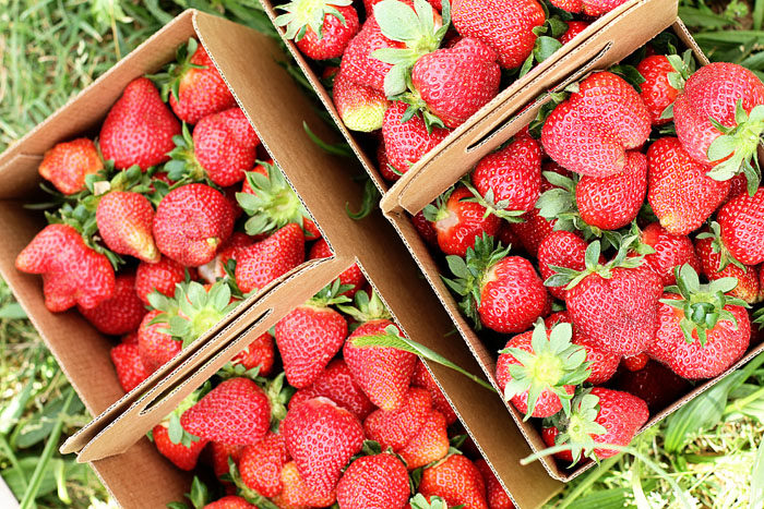 Where to pick strawberries in North Carolina.